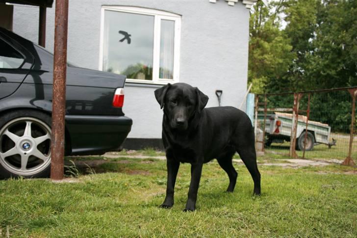 Labrador retriever Suzi billede 9