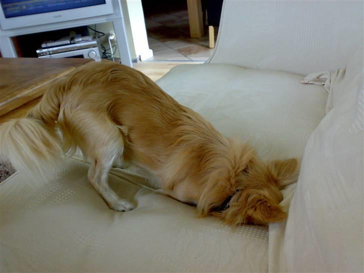 Chihuahua ¤*¨¨*¤.Morgan.¤*¨¨*¤ - Morgan gemmer sig i sofaen <3 billede 6