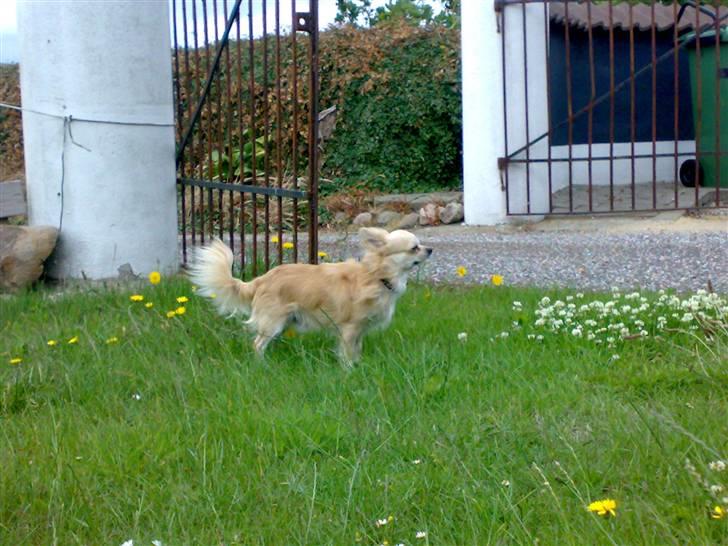 Chihuahua ¤*¨¨*¤.Morgan.¤*¨¨*¤ - Morgan står stoldt og kikker <3 billede 7