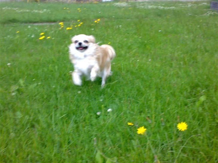 Chihuahua ¤*¨¨*¤.Morgan.¤*¨¨*¤ - Morgan ude og løbe <3 billede 8