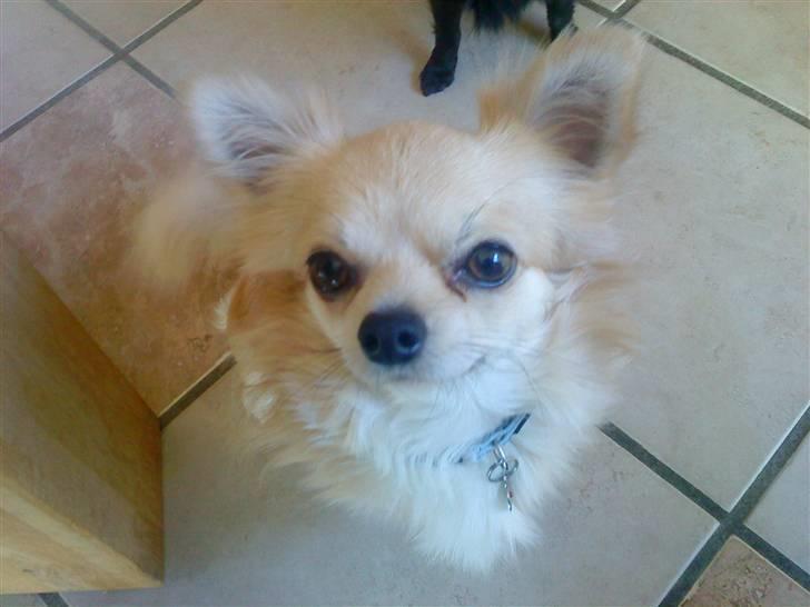 Chihuahua ¤*¨¨*¤.Morgan.¤*¨¨*¤ - <3 billede 9
