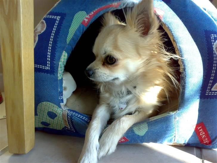 Chihuahua ¤*¨¨*¤.Morgan.¤*¨¨*¤ - <3 billede 10