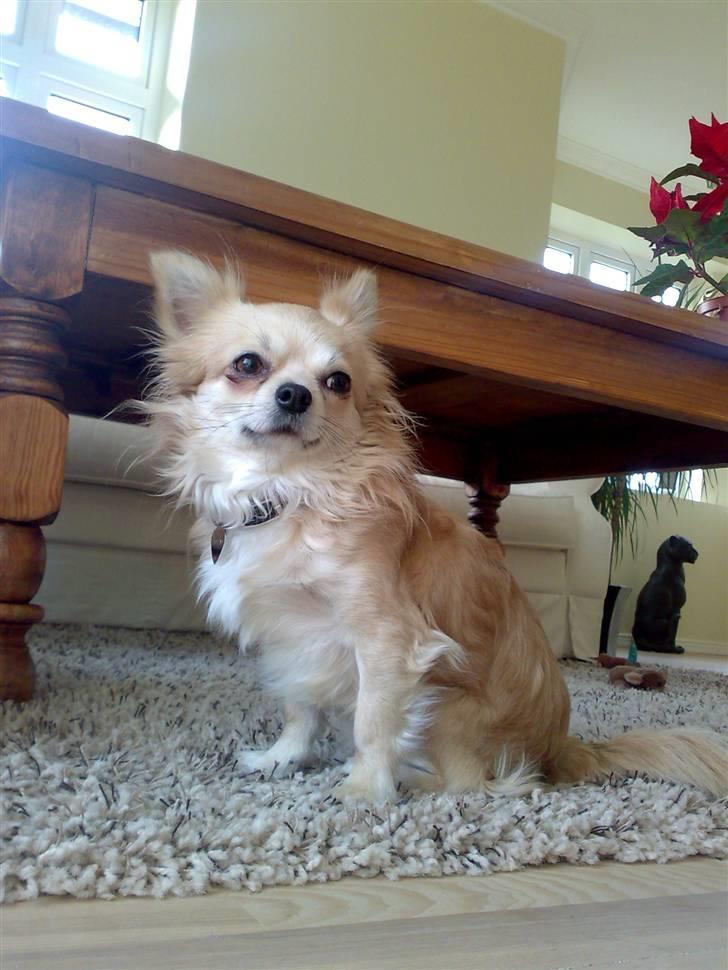 Chihuahua ¤*¨¨*¤.Morgan.¤*¨¨*¤ - <3 billede 11