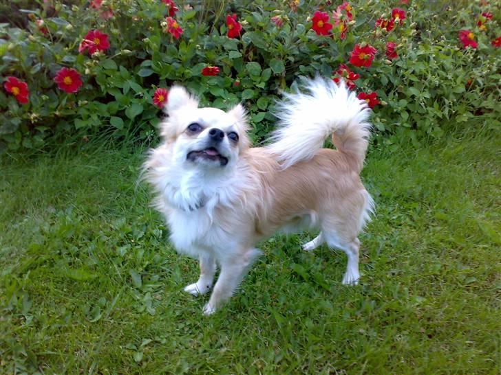 Chihuahua ¤*¨¨*¤.Morgan.¤*¨¨*¤ - <3 billede 12