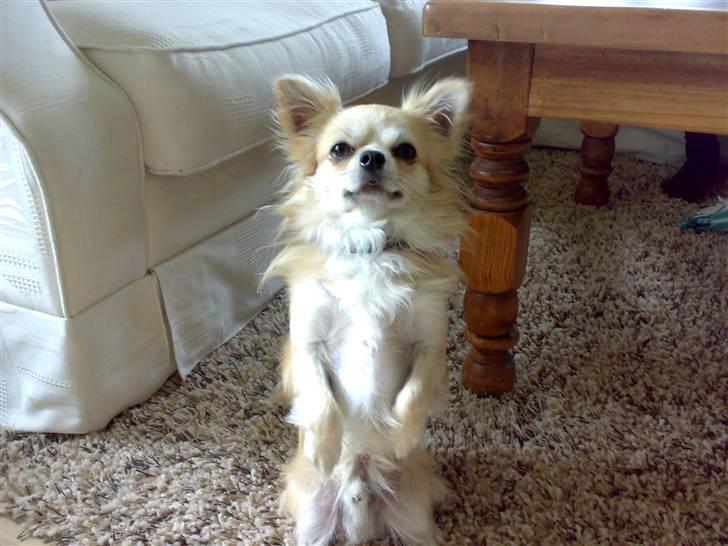 Chihuahua ¤*¨¨*¤.Morgan.¤*¨¨*¤ - Morgan står på bag ben ( På komando ) <3 billede 13