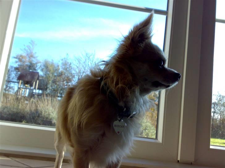 Chihuahua ¤*¨¨*¤.Morgan.¤*¨¨*¤ - <3 billede 14