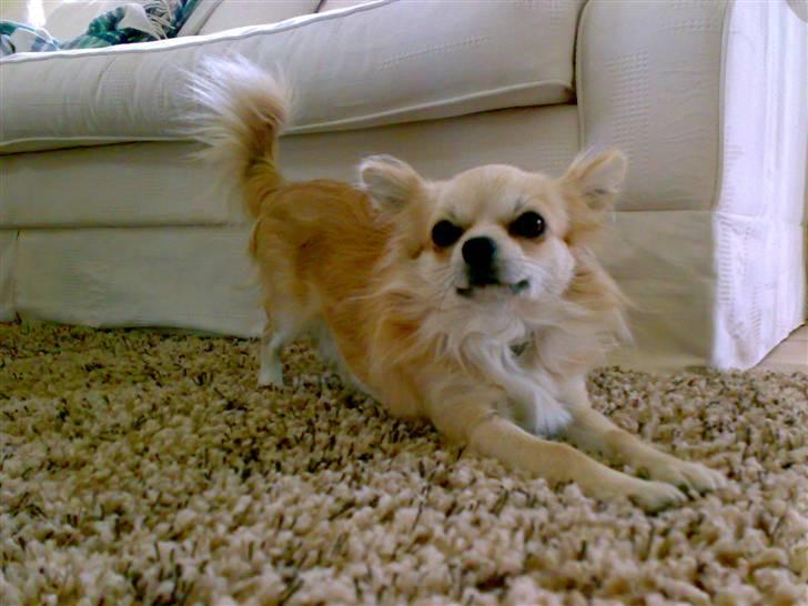 Chihuahua ¤*¨¨*¤.Morgan.¤*¨¨*¤ - Morgan strækker sig lige så lang han er <3 billede 15