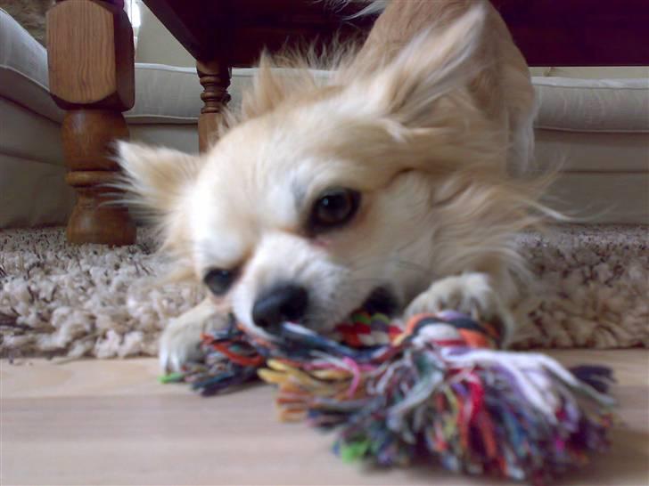 Chihuahua ¤*¨¨*¤.Morgan.¤*¨¨*¤ - Morgan der leger <3 billede 16