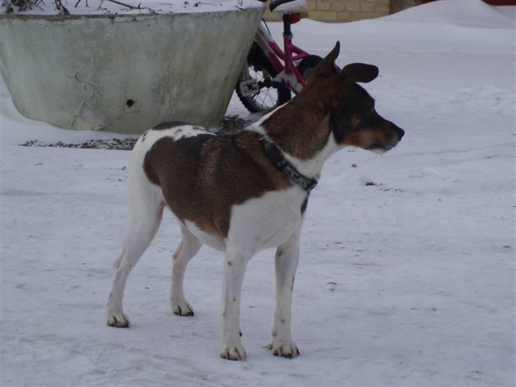 Dansk svensk gaardhund | Sputnik billede 13