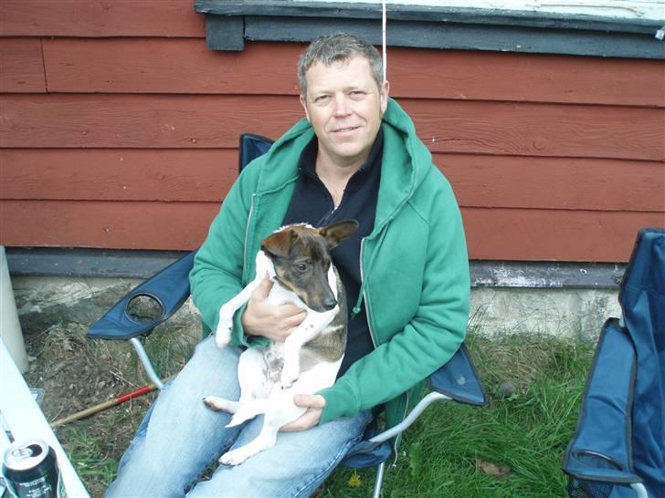 Dansk svensk gaardhund | Sputnik billede 14