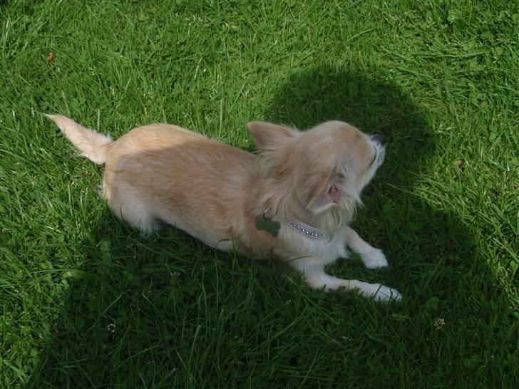 Chihuahua Shelly!<3 billede 2