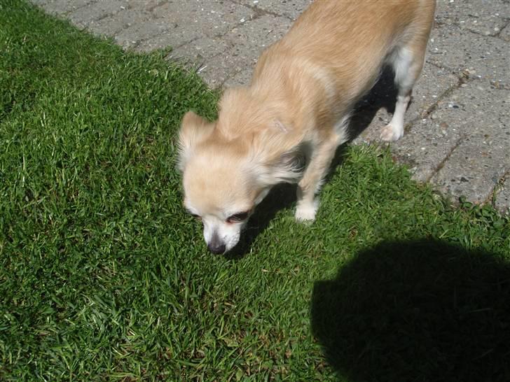 Chihuahua Shelly!<3 billede 3