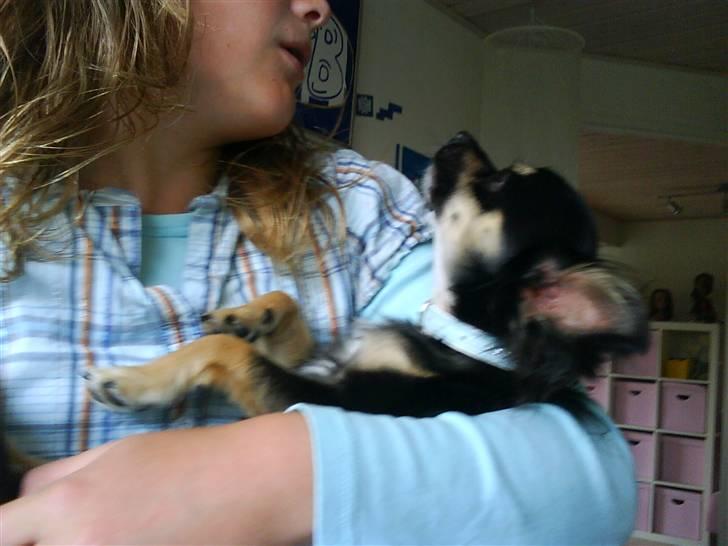 Chihuahua Macho!<3 billede 2