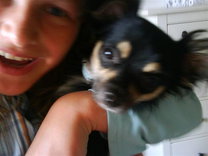 Chihuahua Macho!<3 billede 3