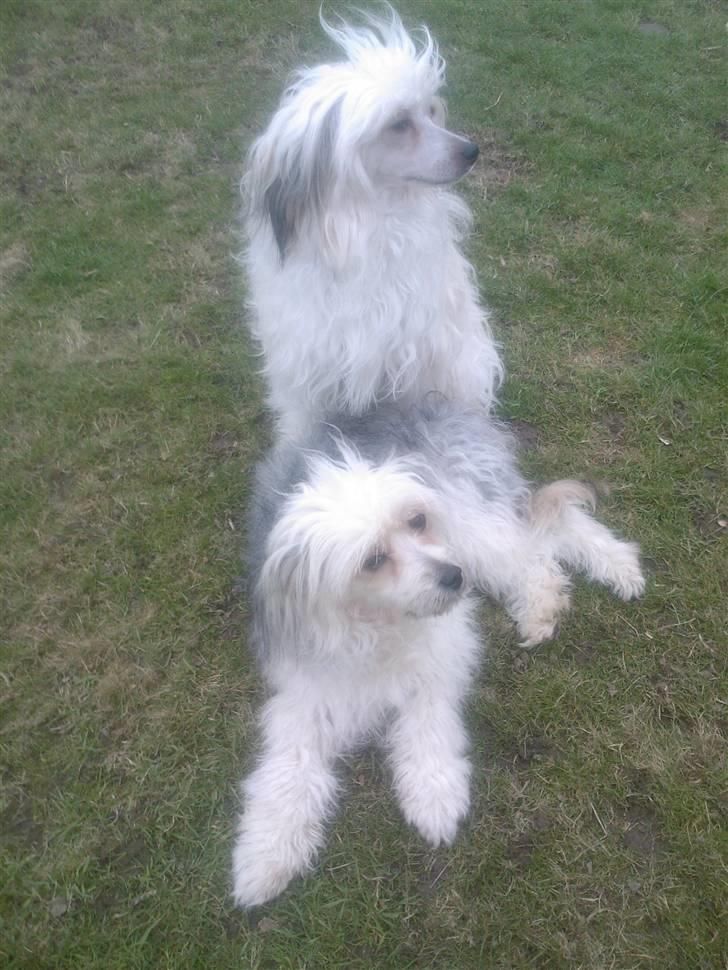 Chinese crested powder puff cola - Hey Cola kan du høre noget billede 5