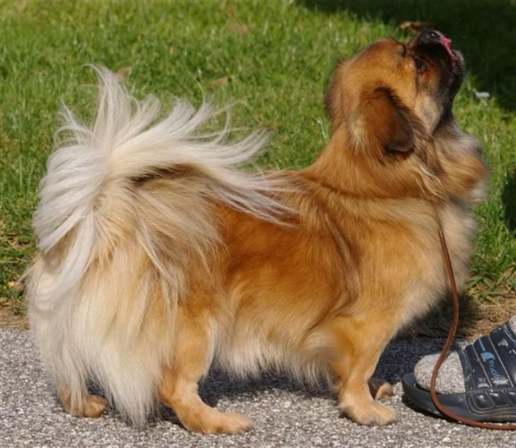 Tibetansk spaniel Iris - Dette er Iris´ afkom, min vidunderlige Akela (: hun ligner sin mor på en prik, da Iris var i den alder. Altså omkring 3 (: Iris flotte røde farve falmede uheldigvis med alderen :S billede 7