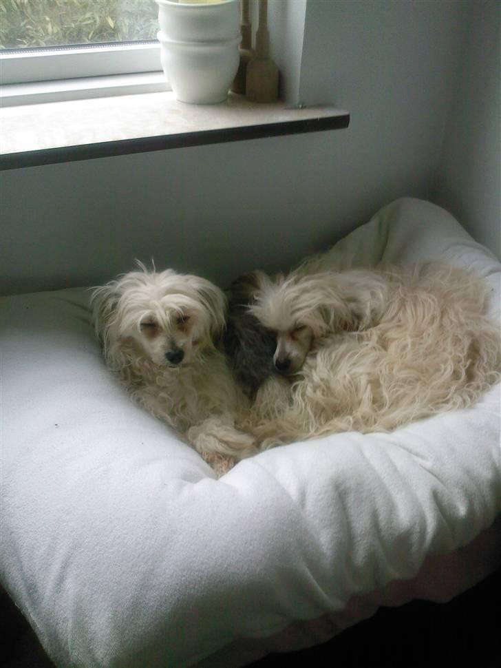 Chinese crested powder puff cola - Det er en god plads her ved vinduet billede 7