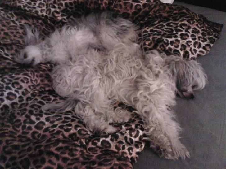 Chinese crested powder puff cola - Puha man bliver så søvnig billede 8