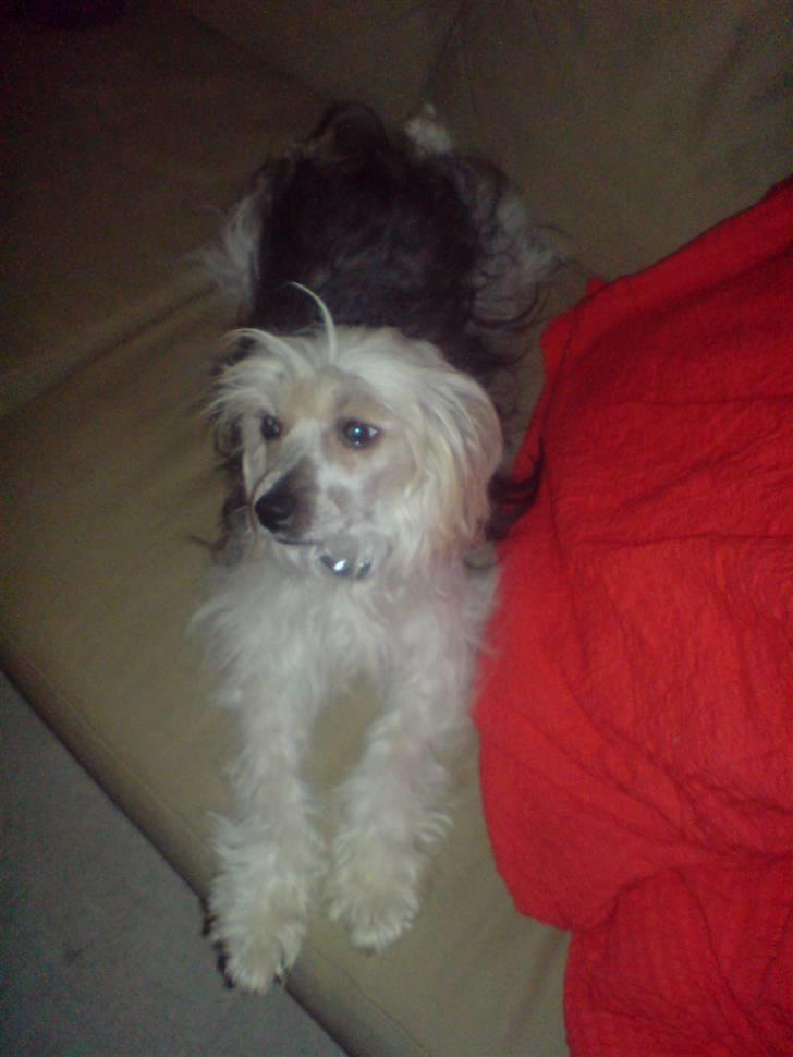 Chinese crested powder puff cola - Man er vel dejlig billede 9