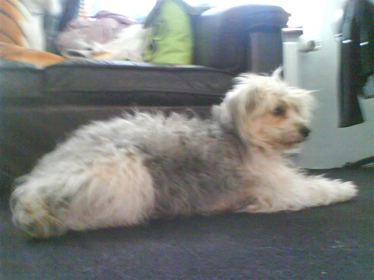 Chinese crested powder puff cola - Mon ikke snart jeg kan stjæle vindruerne billede 10