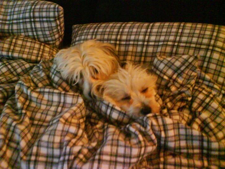 Chinese crested powder puff cola - Gider du lige lade være at forstyrre, vi prøver at sove billede 12