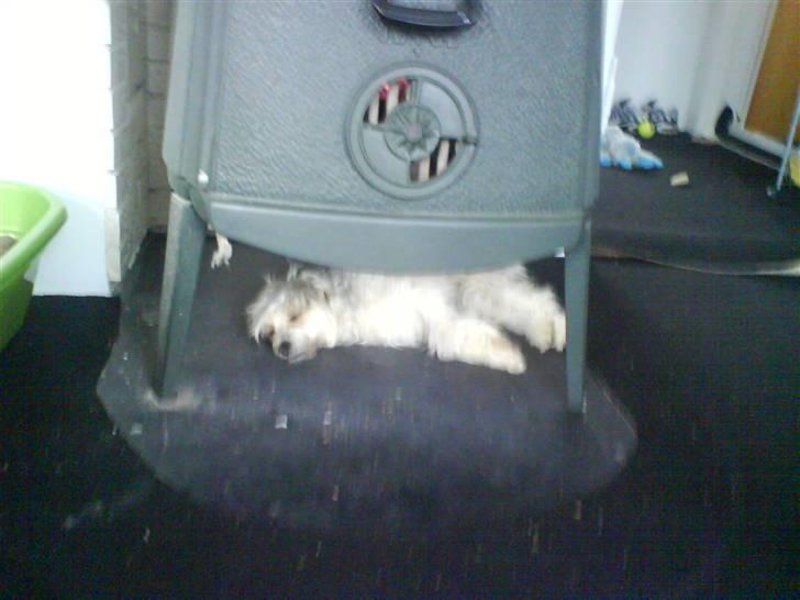 Chinese crested powder puff cola - Kunne hun mon ikke fyrre noget mere op, jeg fryser billede 13