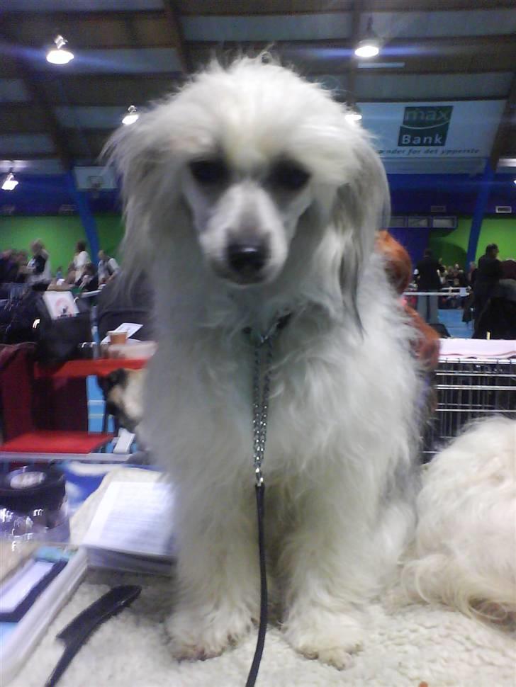 Chinese crested powder puff cola - Øv kun en anden plads billede 15