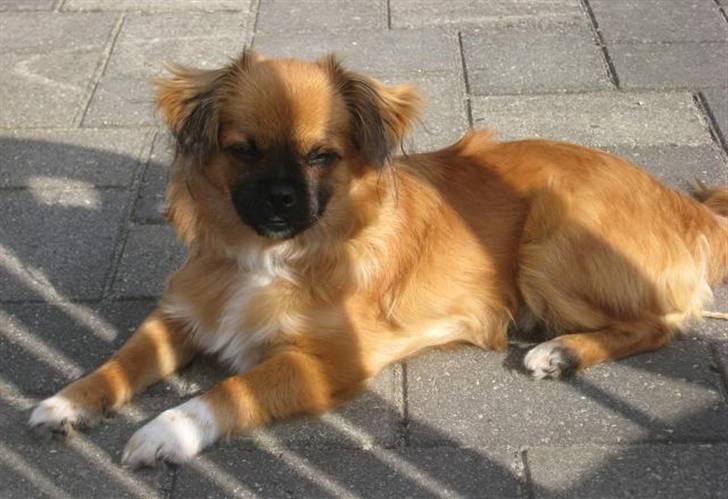 Blanding af racer - ~°º• Chiwas •º°~ - billede 9