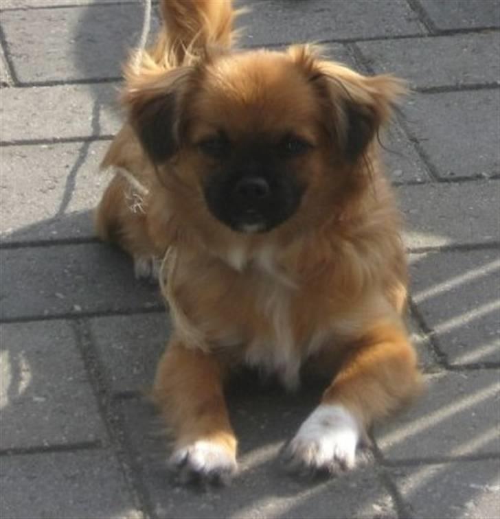 Blanding af racer - ~°º• Chiwas •º°~ - billede 10