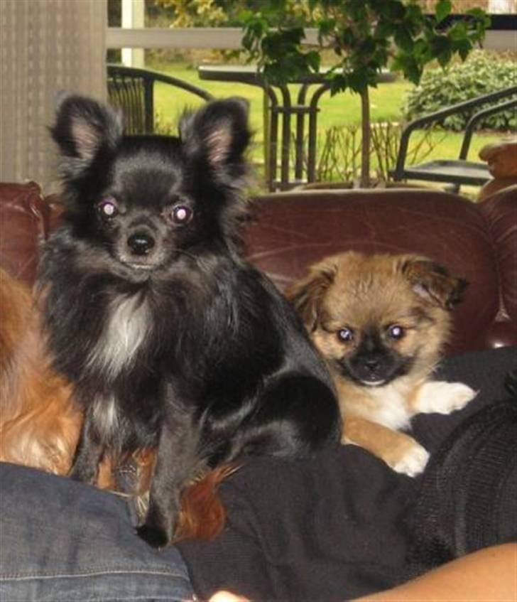 Blanding af racer - ~°º• Chiwas •º°~ - billede 11