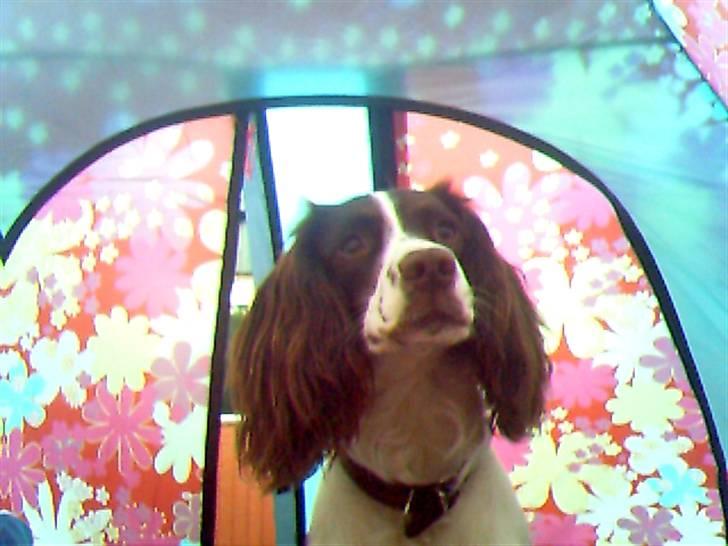 Engelsk springer spaniel Hannibal - Hannibal i vores telt, han ville så gerne sove sammen med os ;b  billede 8