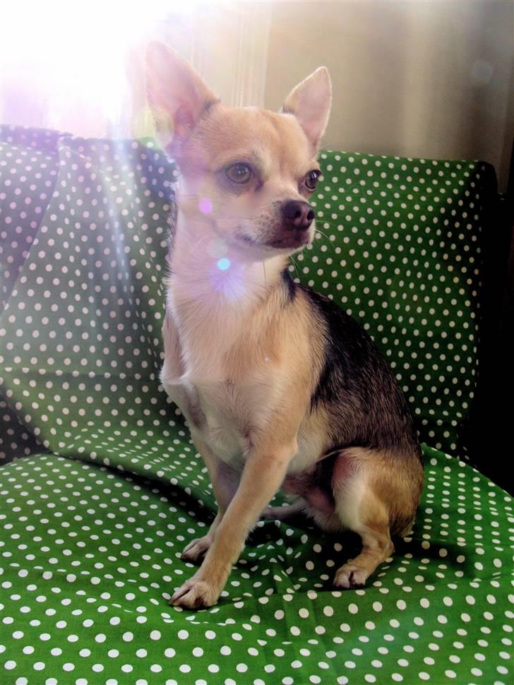 Chihuahua Bailey billede 18