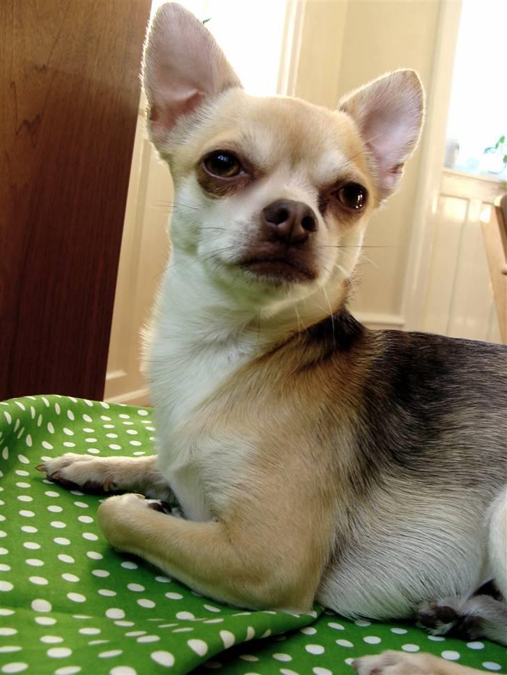 Chihuahua Bailey billede 19