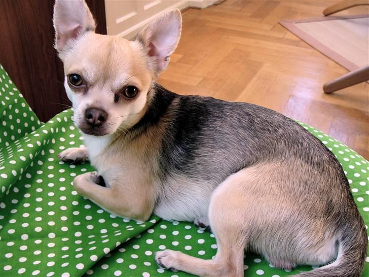 Chihuahua Bailey billede 20