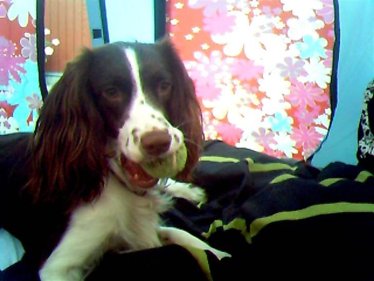 Engelsk springer spaniel Hannibal - Hannibal elsker at ødelægge de gule tennis bolde xD  billede 9