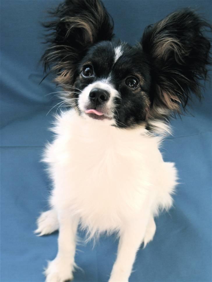 Papillon Valde billede 14