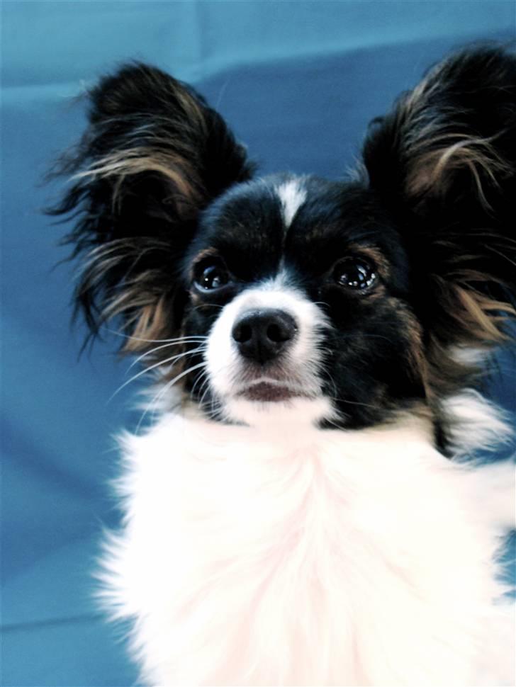 Papillon Valde billede 15