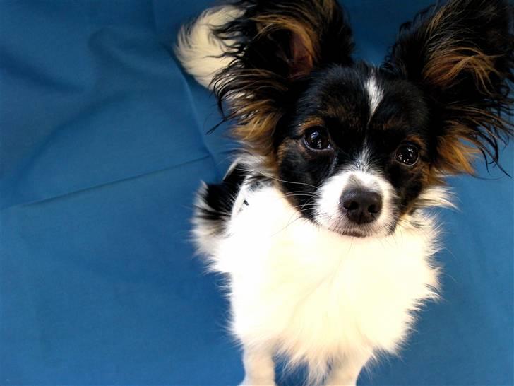 Papillon Valde billede 16