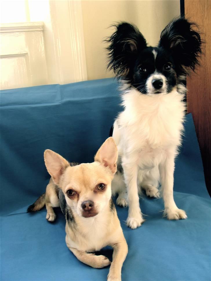 Papillon Valde billede 17