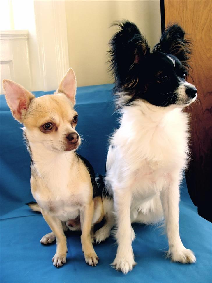 Papillon Valde billede 18