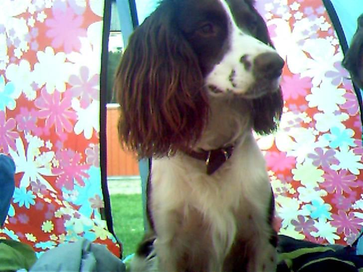 Engelsk springer spaniel Hannibal - Hannibal igen. Den dejligste hund jeg har haft, <3 billede 11