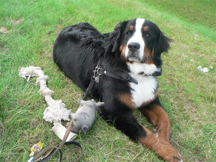 Berner sennenhund Ofelia - ca. 9 mdr. billede 1