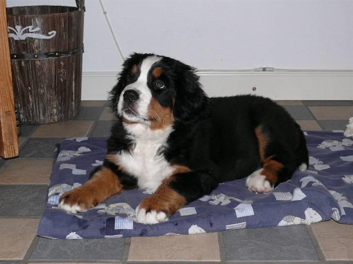 Berner sennenhund Ofelia - ca. 2 mdr billede 2