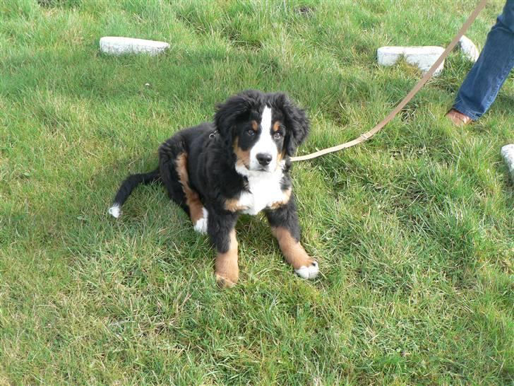 Berner sennenhund Ofelia - Ofelia ved Fyrkat vikingeborg billede 3