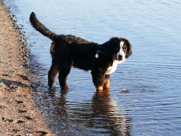 Berner sennenhund Ofelia - Ofellia ved fjorden billede 4