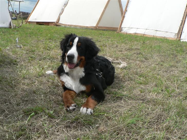 Berner sennenhund Ofelia - Ofelia som vikingehund. Lindholmhøje vikingemarked billede 5