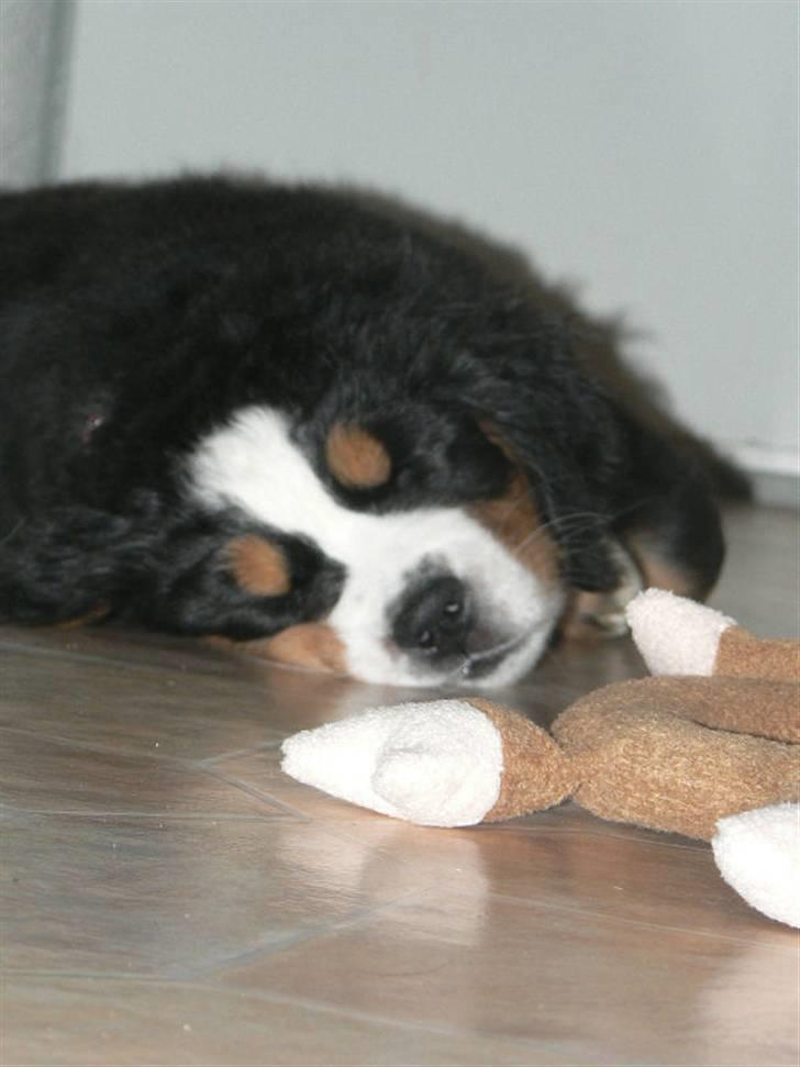 Berner sennenhund Ofelia - ZZZZzzzz Lige kommet hjem for første gang og det første hun gør er at falde pladask om og sove... billede 6