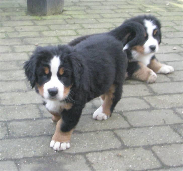 Berner sennenhund Ofelia - Ofelia som helt lille hvalp, før hun kom hjem til os. (det er Ofelia forrest) billede 8