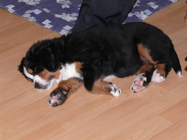 Berner sennenhund Ofelia - Zzzz igen billede 9