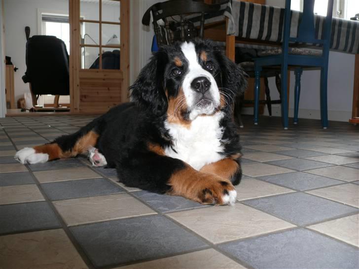 Berner sennenhund Ofelia - smukke billede 10